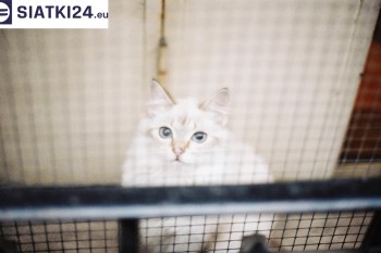 Siatki Warka - Zabezpieczenie balkonu siatką - Kocia siatka - bezpieczny kot dla terenów Warki